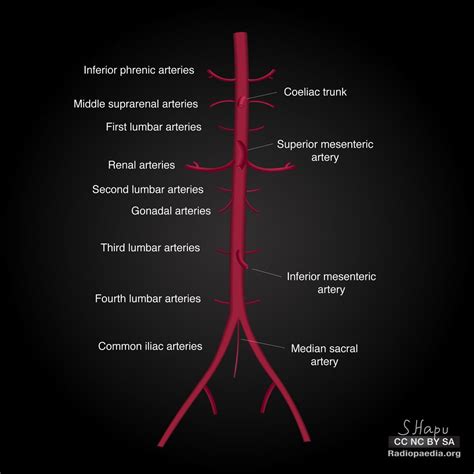 腹主動脈分支口訣|腹主動脈(abdominal aorta)